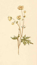 Greenaway Kate 1846 1901 Language of Flowers 1884 Dog rose A4 Photo Print