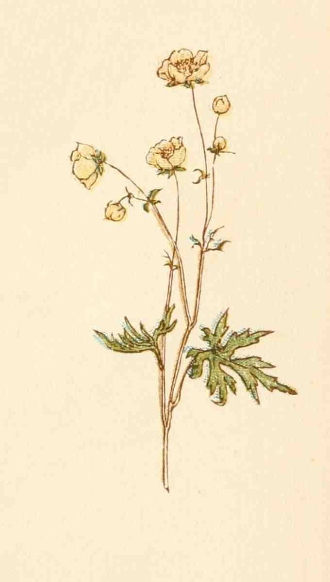 Greenaway Kate 1846 1901 Language of Flowers 1884 Dog rose A4 Photo Print