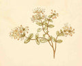 Greenaway Kate 1846 1901 Language of Flowers 1884 Honeysuckle A4 Photo Print
