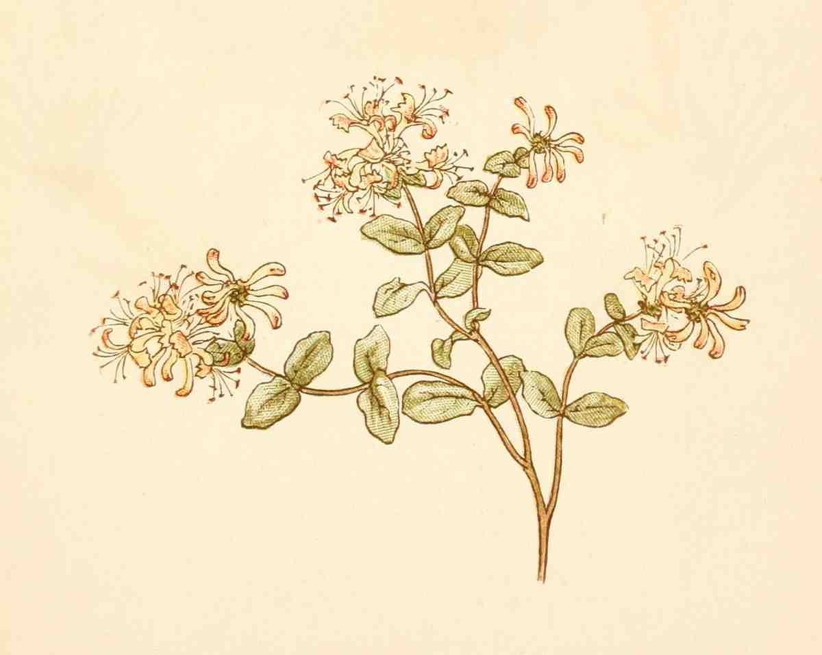 Greenaway Kate 1846 1901 Language of Flowers 1884 Honeysuckle A4 Photo Print