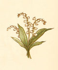 Greenaway Kate 1846 1901 Language of Flowers 1884 Lily of the Valley A4 Photo Print
