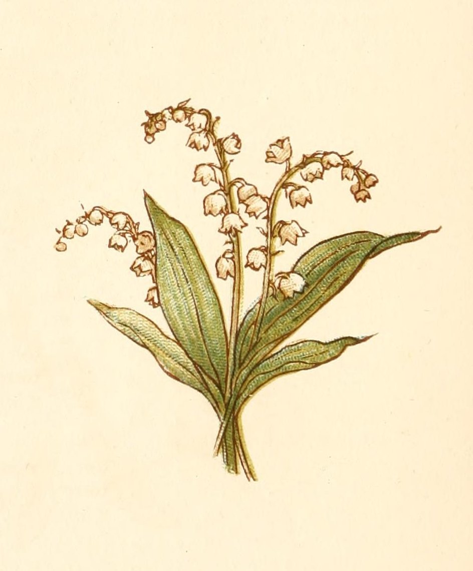 Greenaway Kate 1846 1901 Language of Flowers 1884 Lily of the Valley A4 Photo Print