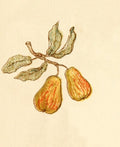 Greenaway Kate 1846 1901 Language of Flowers 1884 Pears A4 Photo Print