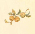 Greenaway Kate 1846 1901 Little Ann and other Poems 1890 Apples A4 Photo Print