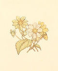 Greenaway Kate 1846 1901 Little Ann and other Poems 1890 Flower posy A4 Photo Print