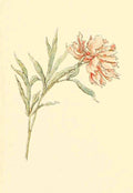 Greenaway Kate 1846 1901 Marigold Garden 1900 Pink A4 Photo Print