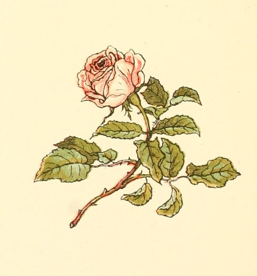 Greenaway Kate 1846 1901 Marigold Garden 1900 Rose A4 Photo Print