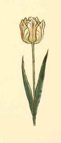 Greenaway Kate 1846 1901 Marigold Garden 1900 Tulip 2 A4 Photo Print