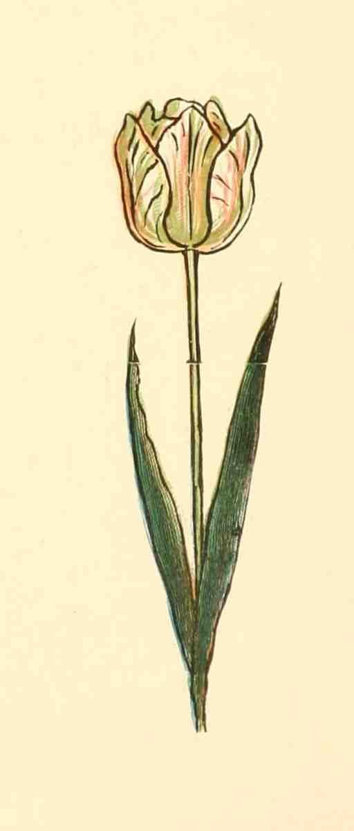 Greenaway Kate 1846 1901 Marigold Garden 1900 Tulip 2 A4 Photo Print