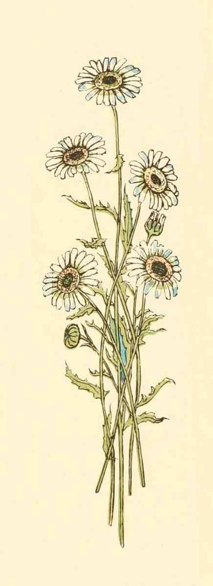 Greenaway Kate 1846 1901 Marigold Garden 1900 White Gerbera A4 Photo Print