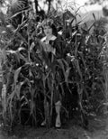 Griffith Corinne 7 film star poster A4 Photo Print