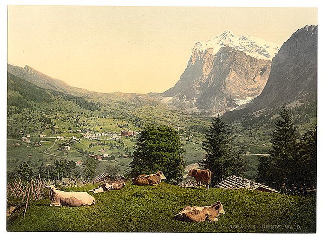 Grindelwald cows in pasture Bernese Oberland Vintage A4 Photo Print