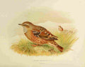 Gronvold Birds 1907 Accentor Alpine A4 Photo Print