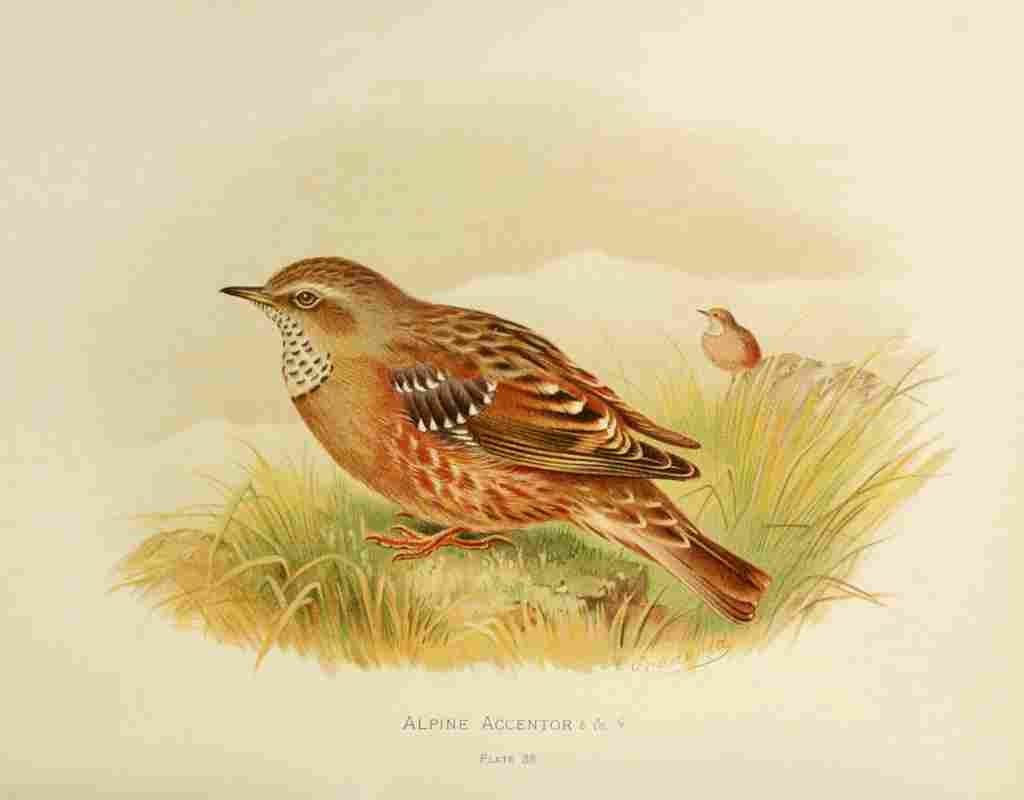 Gronvold Birds 1907 Accentor Alpine A4 Photo Print