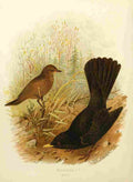 Gronvold Birds 1907 Blackbird A4 Photo Print