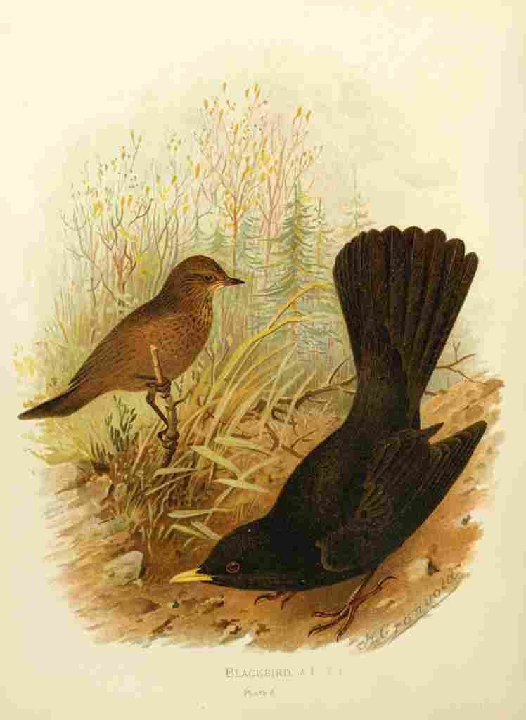 Gronvold Birds 1907 Blackbird A4 Photo Print