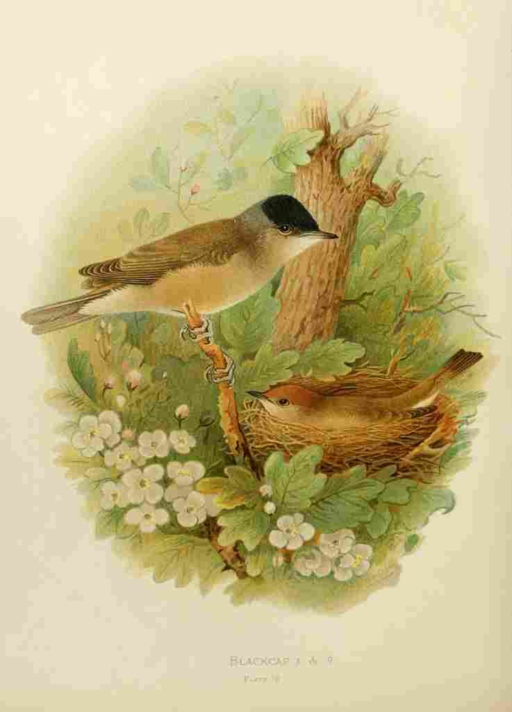 Gronvold Birds 1907 Blackcap A4 Photo Print