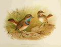 Gronvold Birds 1907 Bluethroat Red Spotted A4 Photo Print