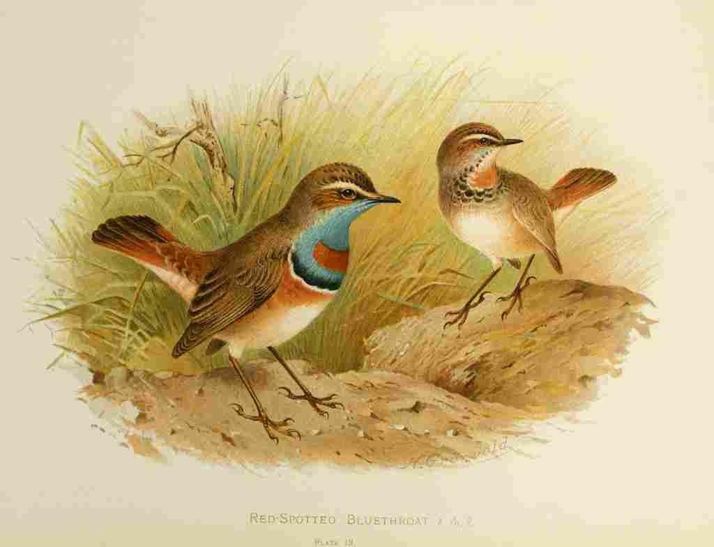 Gronvold Birds 1907 Bluethroat Red Spotted A4 Photo Print