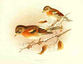 Gronvold Birds 1907 Brambling A4 Photo Print