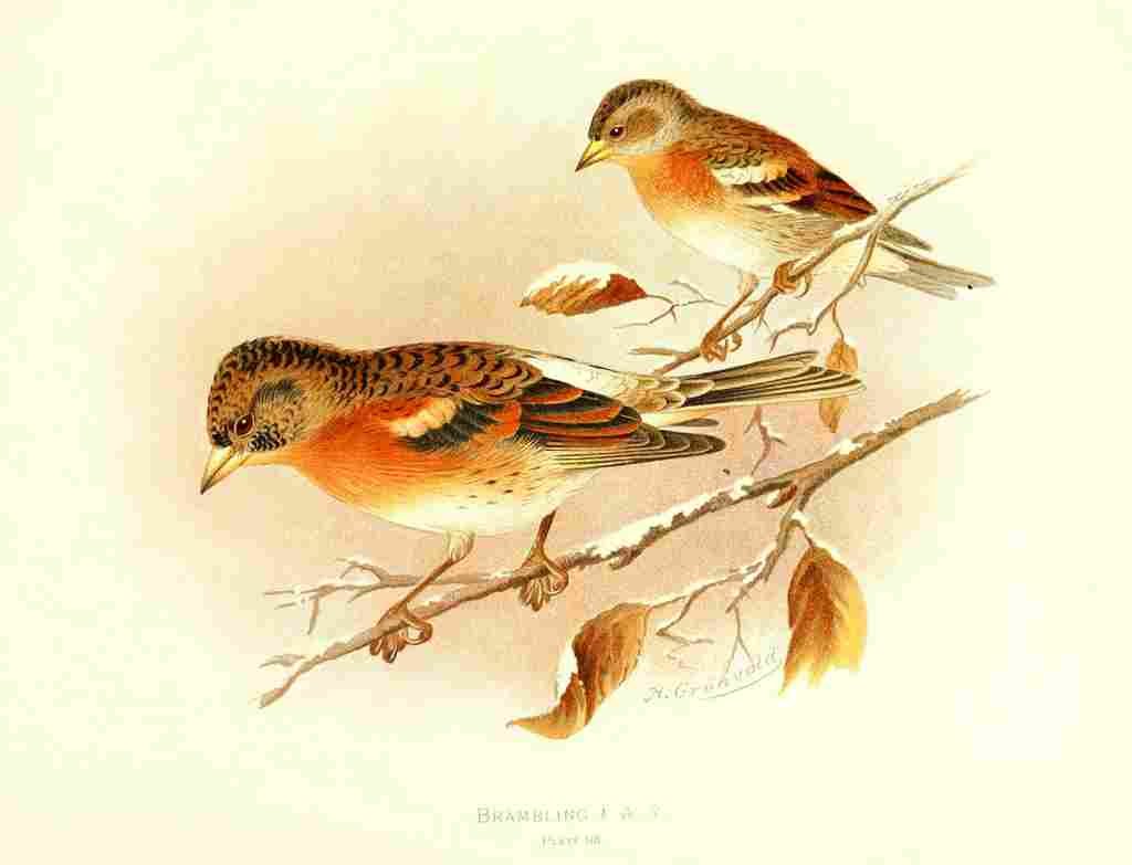 Gronvold Birds 1907 Brambling A4 Photo Print