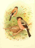 Gronvold Birds 1907 Bullfinch A4 Photo Print