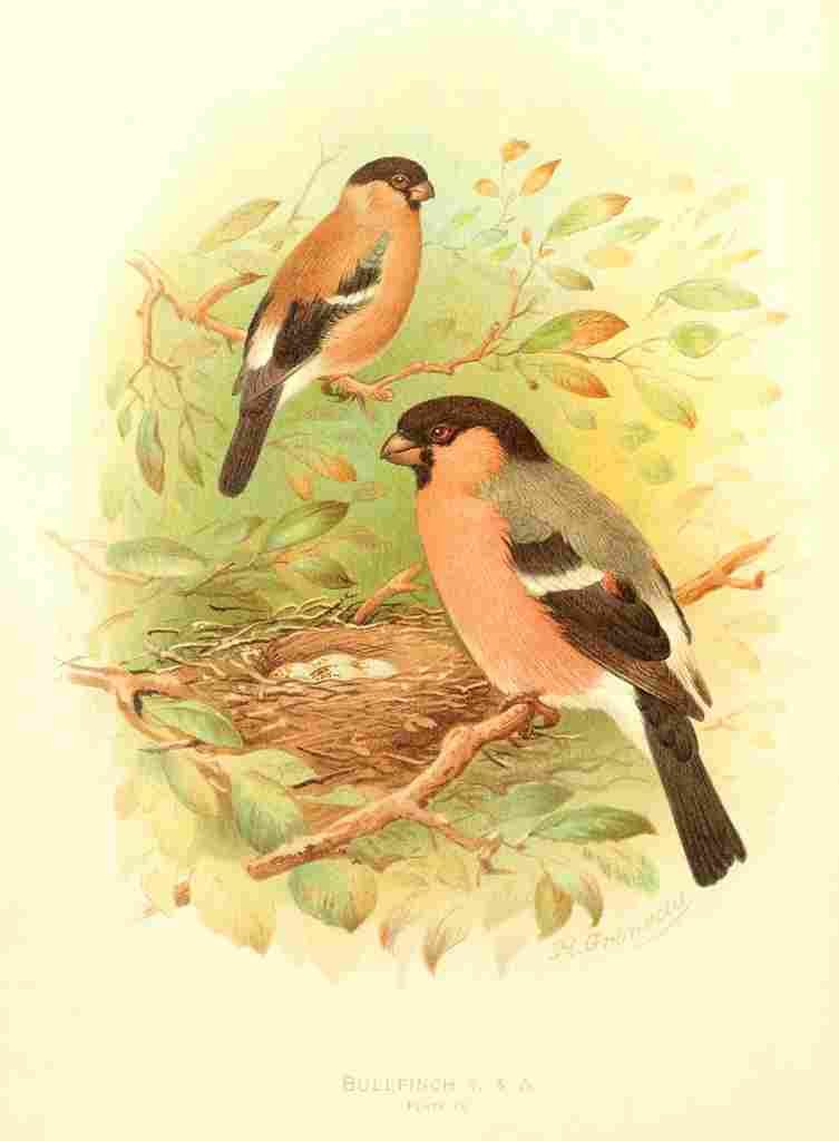 Gronvold Birds 1907 Bullfinch A4 Photo Print
