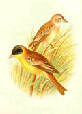 Gronvold Birds 1907 Bunting Black headed A4 Photo Print