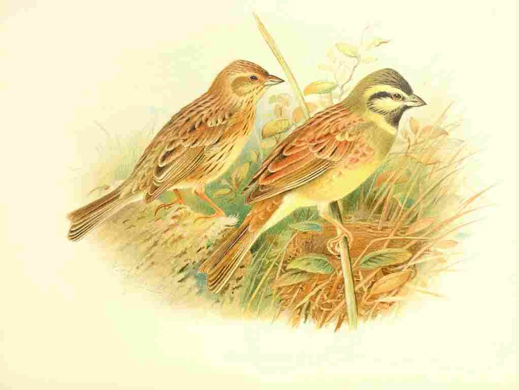 Gronvold Birds 1907 Bunting Cirl A4 Photo Print