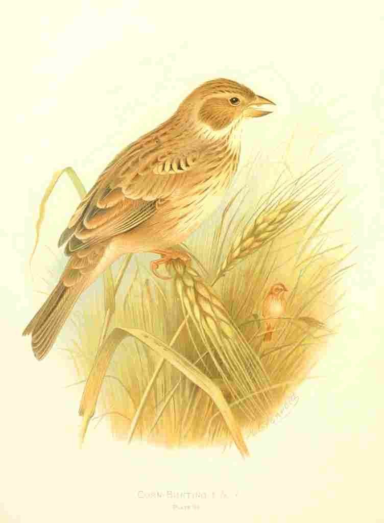 Gronvold Birds 1907 Bunting Corn A4 Photo Print