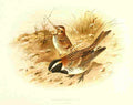 Gronvold Birds 1907 Bunting Lapland A4 Photo Print