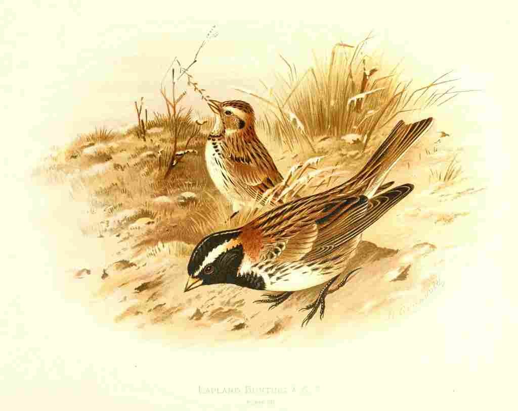 Gronvold Birds 1907 Bunting Lapland A4 Photo Print