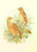 Gronvold Birds 1907 Bunting Ortolan A4 Photo Print