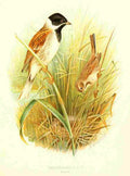 Gronvold Birds 1907 Bunting Reed A4 Photo Print