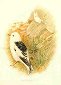 Gronvold Birds 1907 Bunting Snow A4 Photo Print