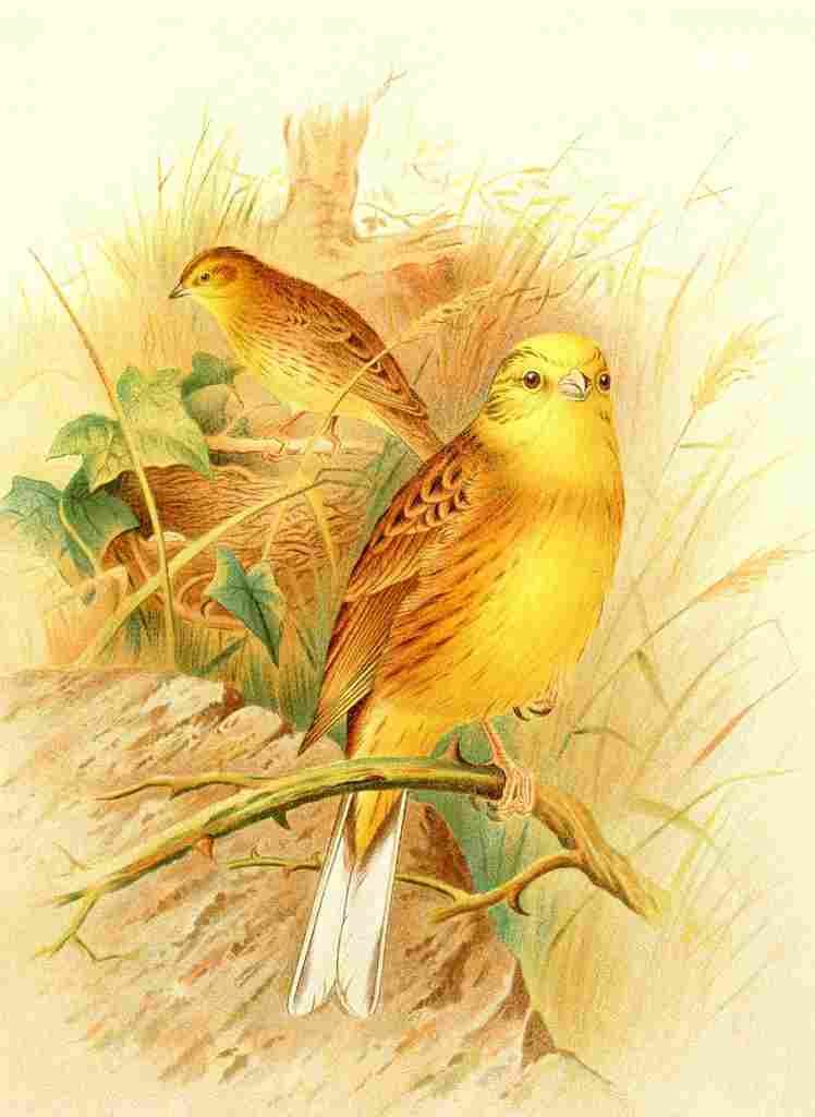 Gronvold Birds 1907 Bunting Yellow A4 Photo Print