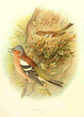 Gronvold Birds 1907 Chaffinch A4 Photo Print