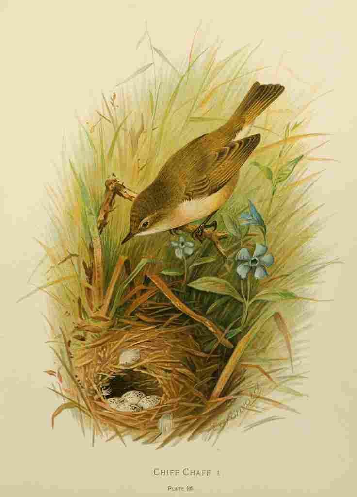 Gronvold Birds 1907 Chiff chaff A4 Photo Print