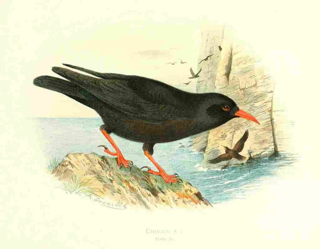 Gronvold Birds 1907 Chough A4 Photo Print