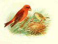 Gronvold Birds 1907 Crossbill Common A4 Photo Print
