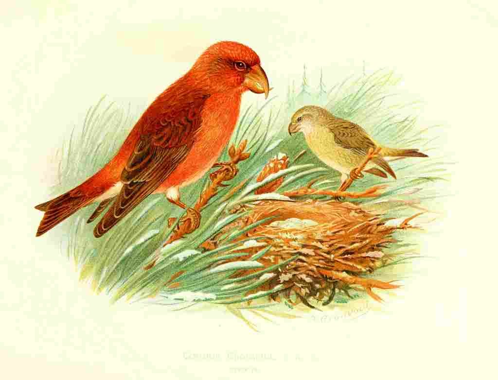 Gronvold Birds 1907 Crossbill Common A4 Photo Print