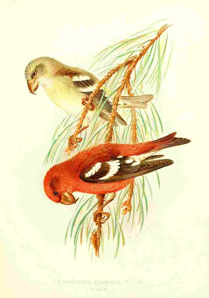 Gronvold Birds 1907 Crossbill Two barred A4 Photo Print