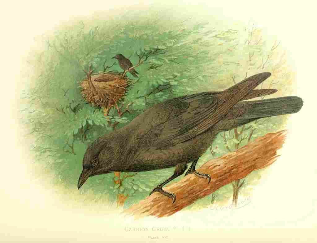 Gronvold Birds 1907 Crow Carrion A4 Photo Print