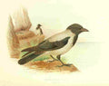 Gronvold Birds 1907 Crow Hooded A4 Photo Print