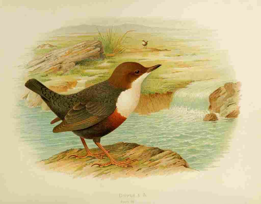 Gronvold Birds 1907 Dipper A4 Photo Print