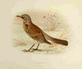 Gronvold Birds 1907 Fieldfare A4 Photo Print