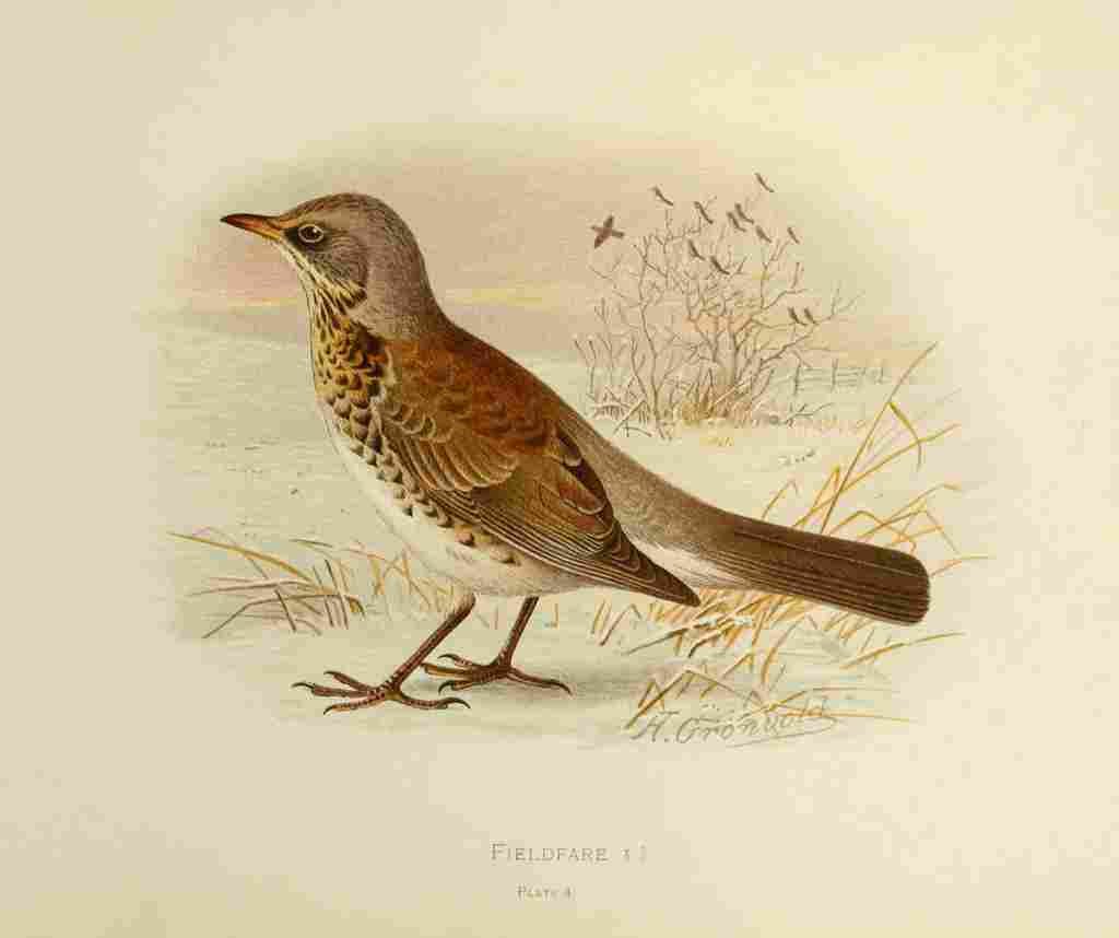 Gronvold Birds 1907 Fieldfare A4 Photo Print