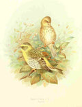 Gronvold Birds 1907 Finch Serin A4 Photo Print