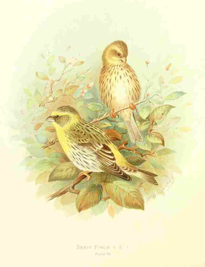 Gronvold Birds 1907 Finch Serin A4 Photo Print