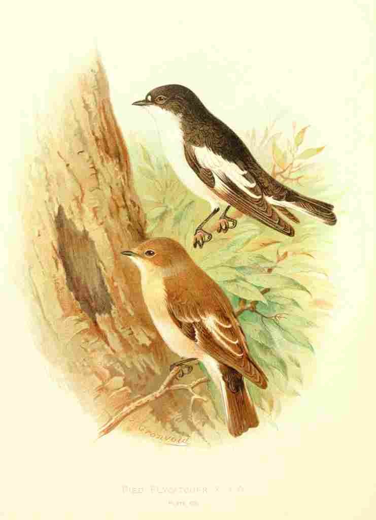 Gronvold Birds 1907 Flycatcher Pied A4 Photo Print